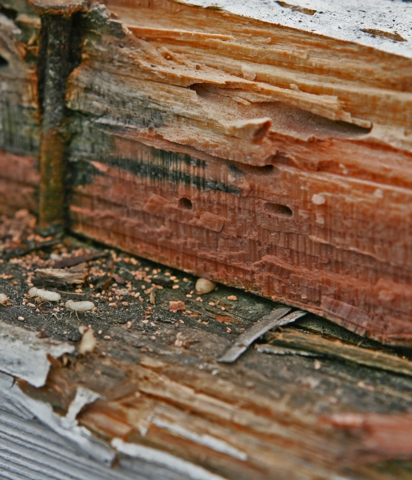 Danos de térmitas em madeira