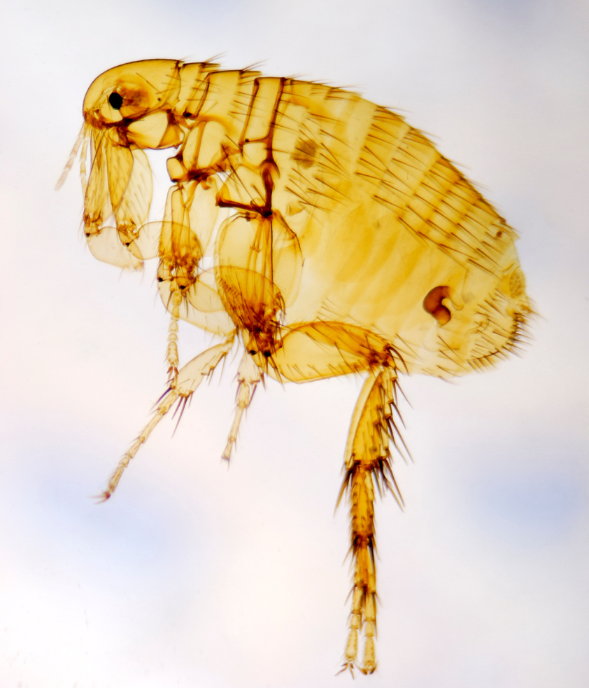 Exoesqueleto de pulga
