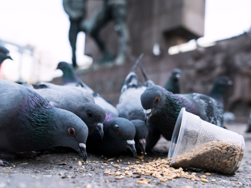 pombos e sementes em copo de plástico