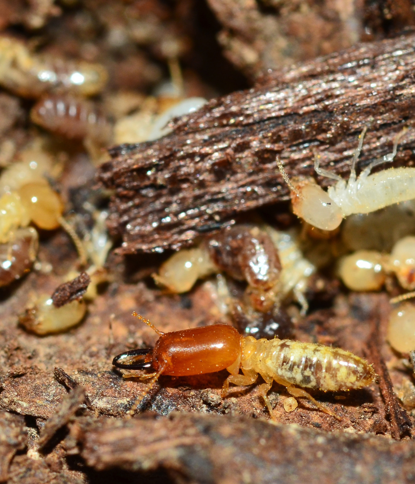 Térmitas e ovos de insetos em madeira estragada