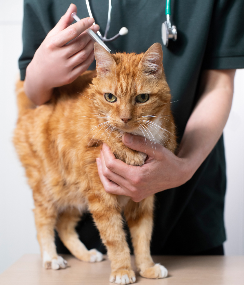 Tratamento de pulgas em gato