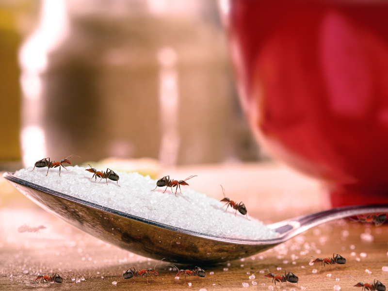formigas numa colher de açúcar