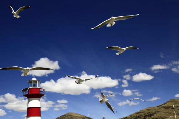 gaivotas a voar junto a farol