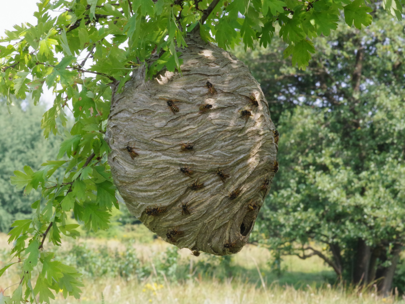 ninho de vespa em árvore