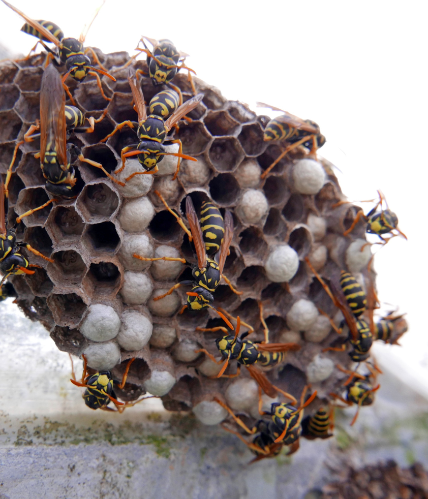 ninho de vespas com ovos