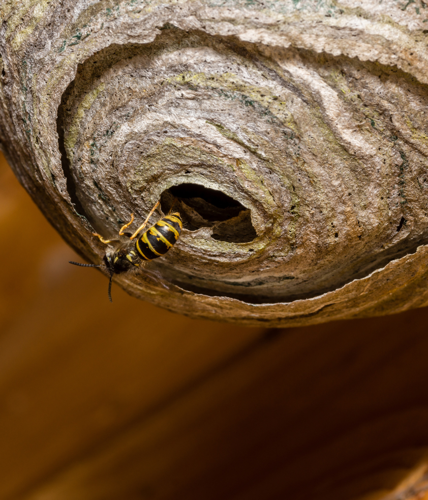 pormenor de ninho de vespa