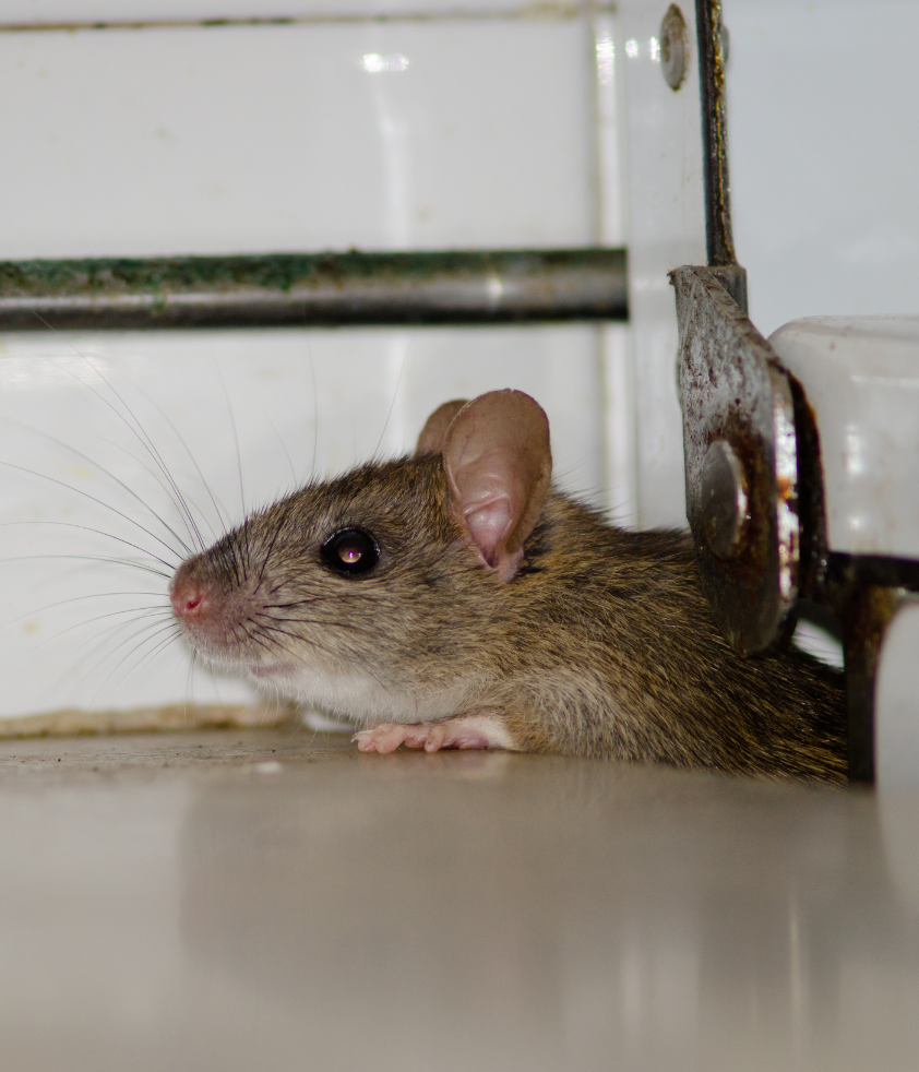 rato em buraco na cozinha