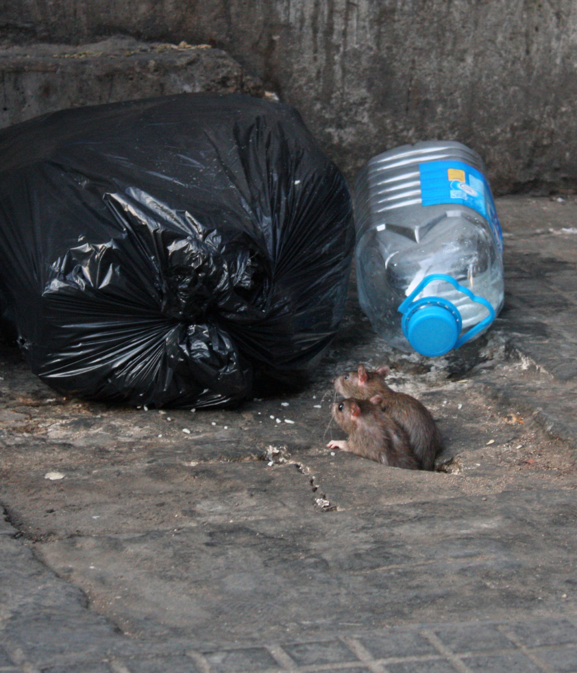 ratos e saco de lixo