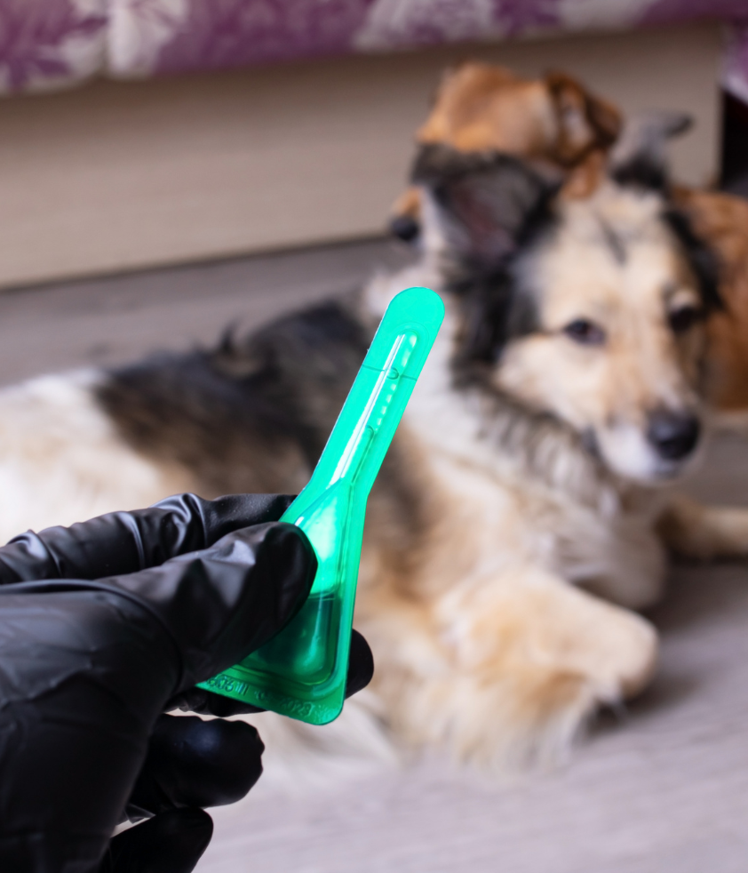 Tratamento de pulgas em cão