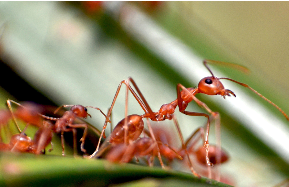 grupo de formigas sobre folha