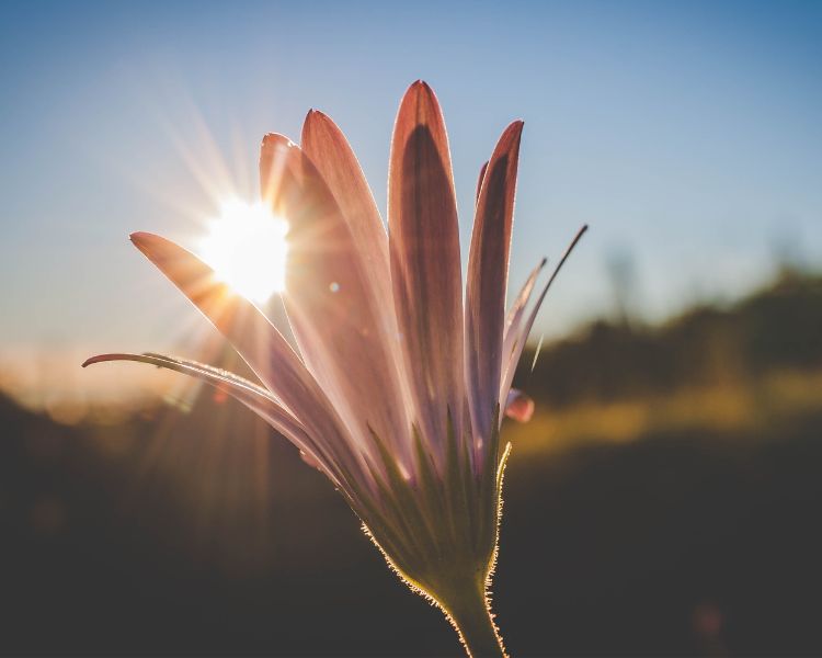 inspiracional flor sol