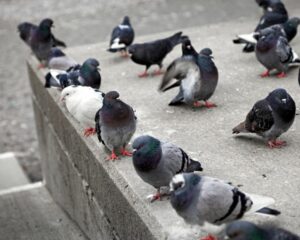 infestação de pombos em prédio urbano