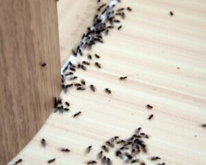 praga de formigas em casa particular em almada