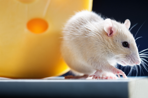 rato branco com queijo