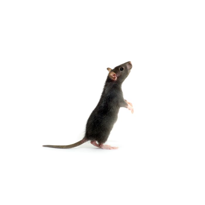 rato de pé - controlo de pragas - desratização
